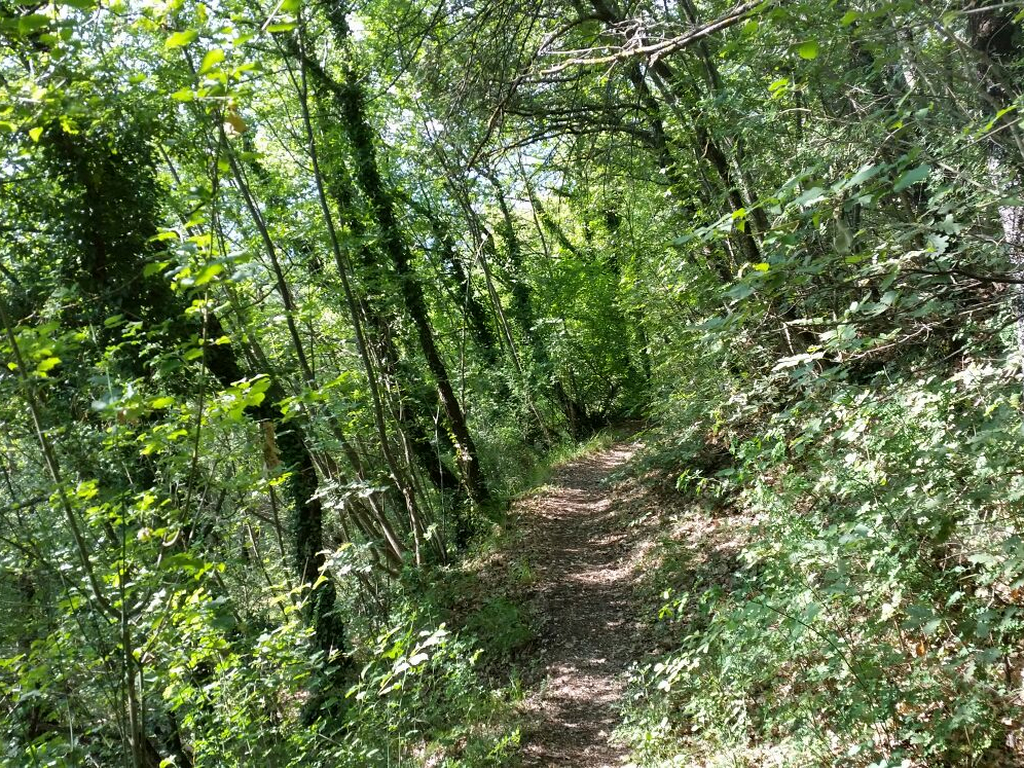 sentiero bosco Cammino Francesco 2016