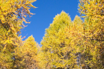 Larici autunno_Val Camonica_Passicreativi
